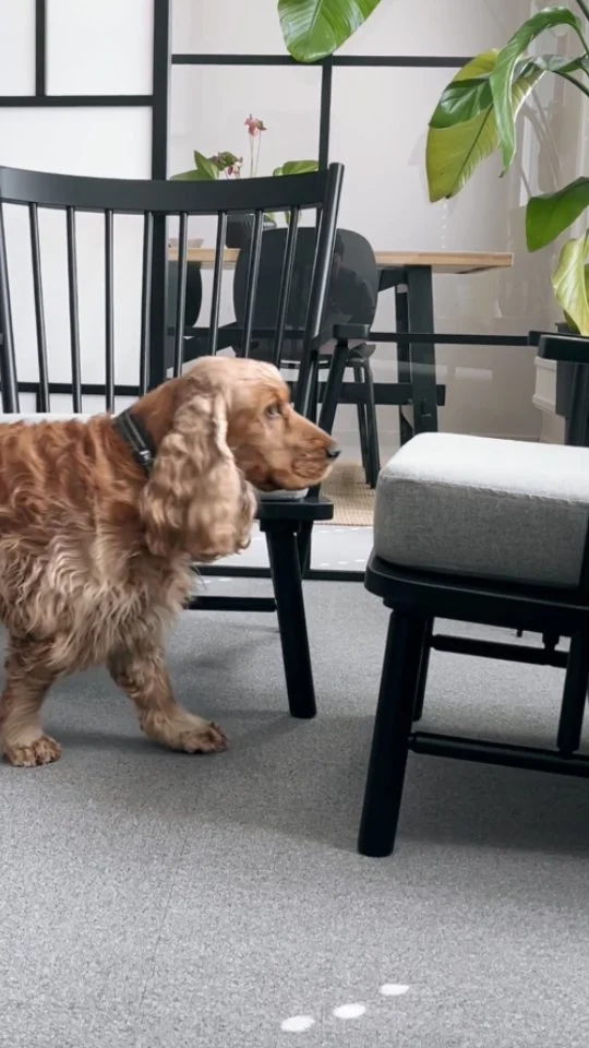 Sune visar upp kontoret 🙌🏻🐶👀

#officedog #kontorshund